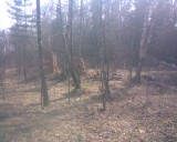 Королев - Руины в Лосином Острове